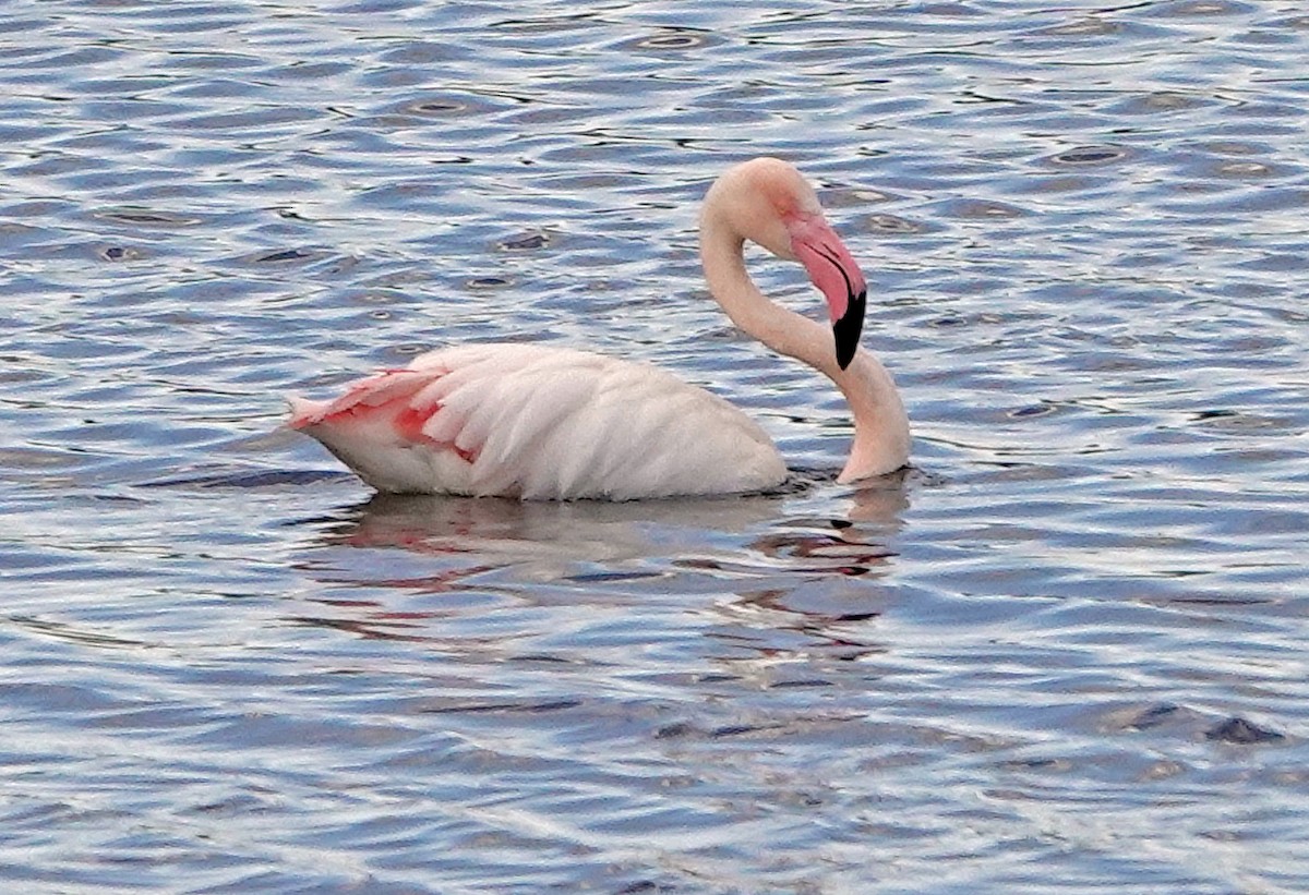 Greater Flamingo - ML619425648
