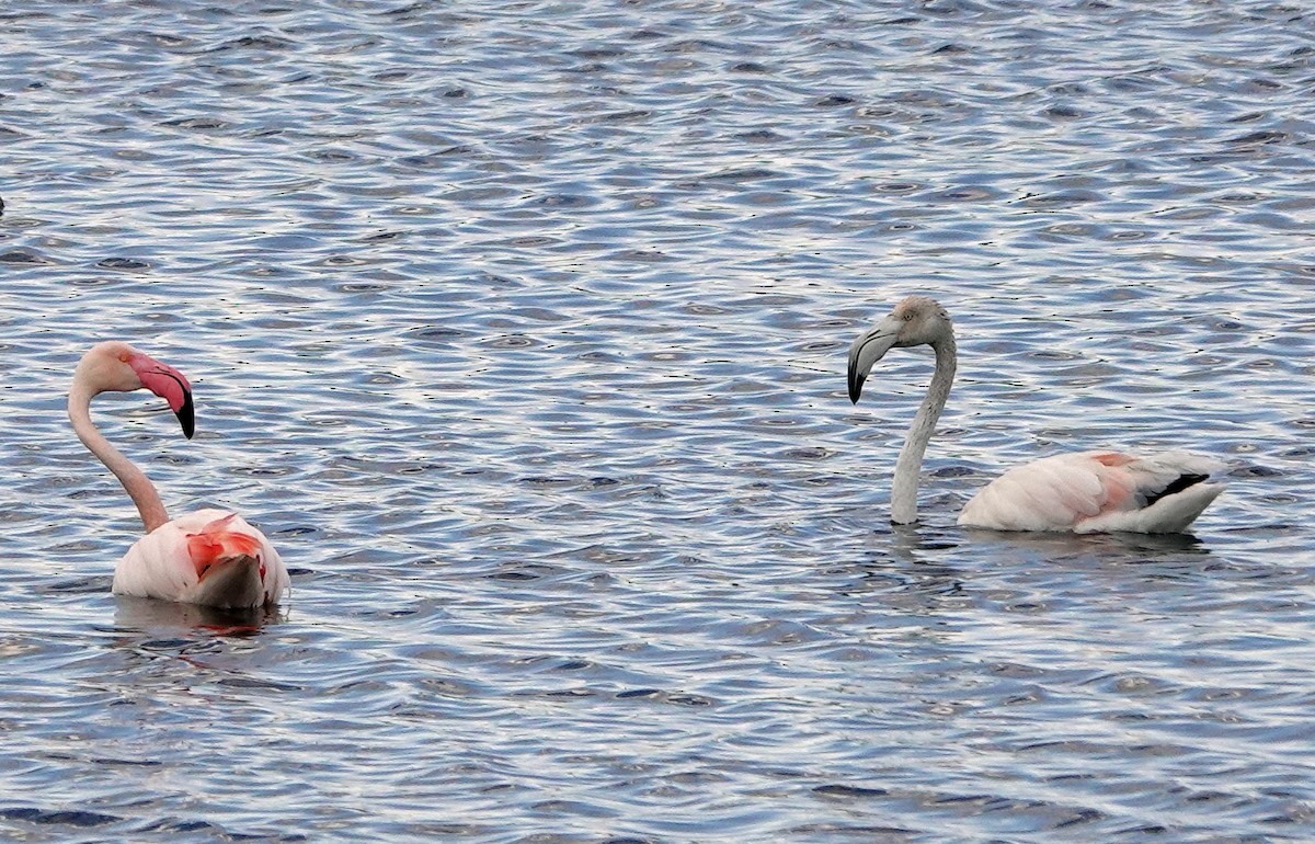Greater Flamingo - ML619425650