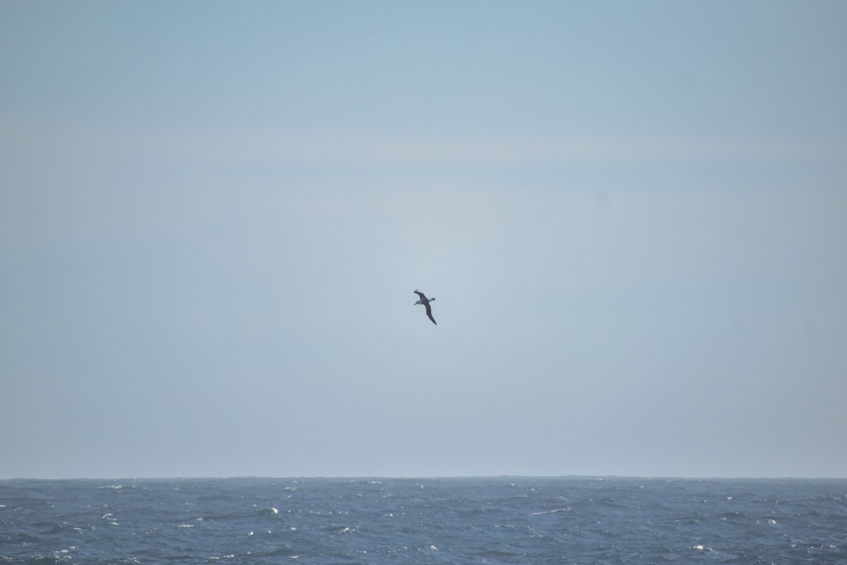 Чернобровый альбатрос - ML619425668