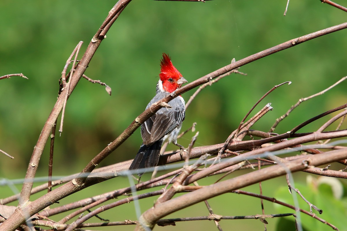 Red-crested Cardinal - ML619425685