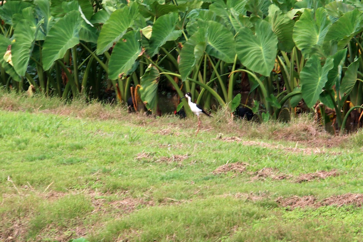 Black-necked Stilt (Hawaiian) - ML619425702