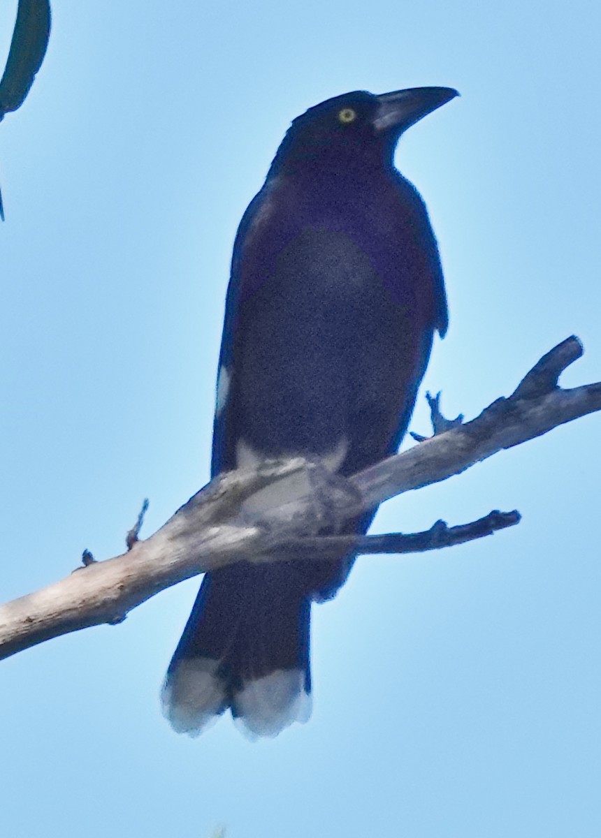 Pied Currawong - ML619425709