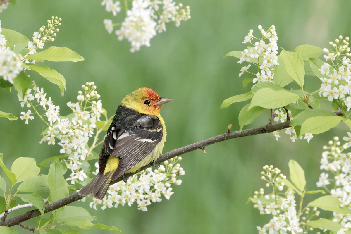 Western Tanager - ML619425715