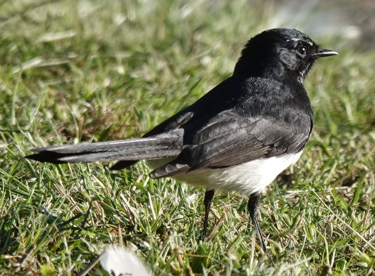 Willie-wagtail - ML619425733