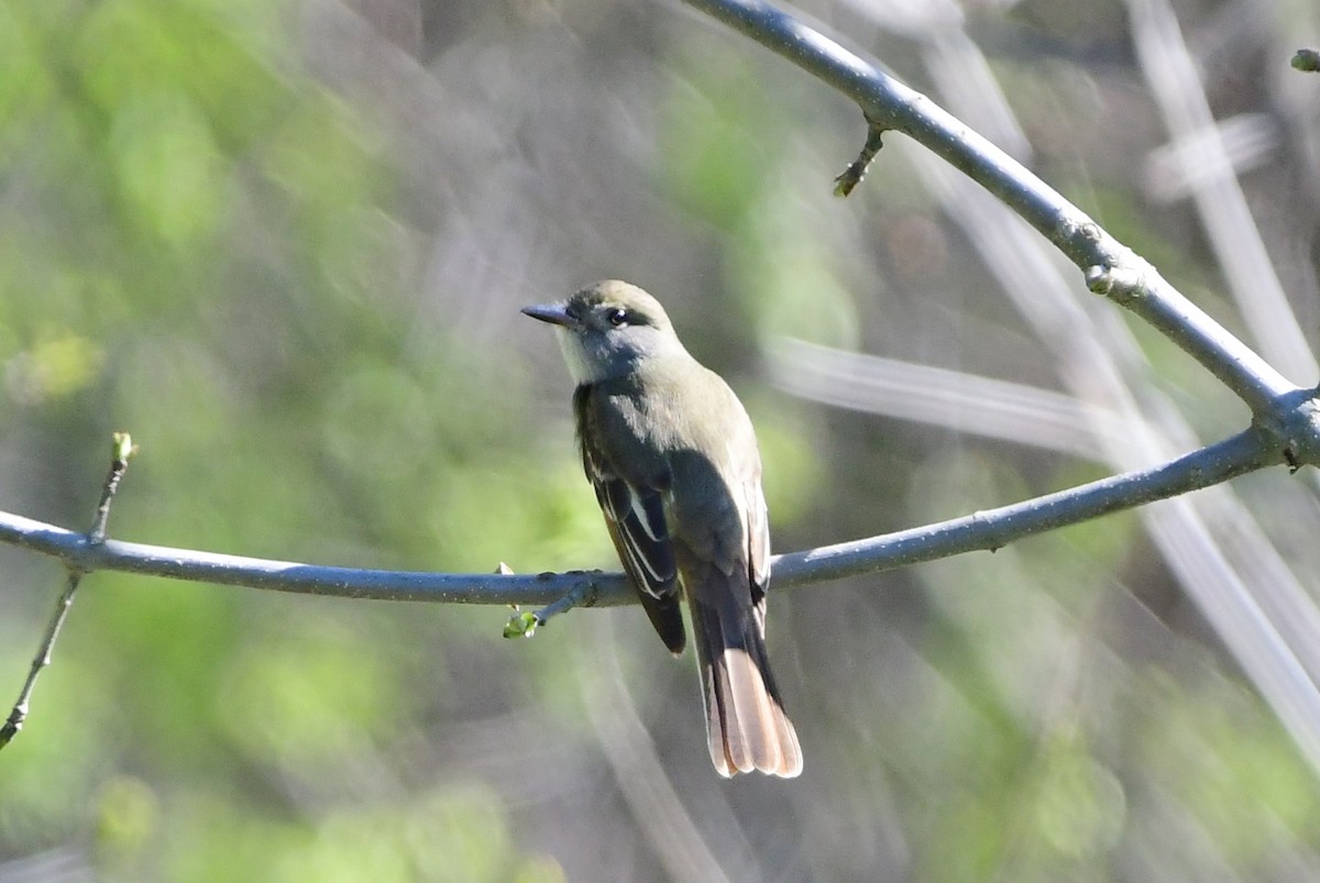Great Crested Flycatcher - ML619425784
