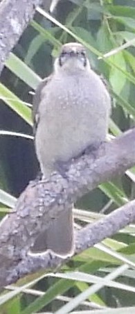 Little Friarbird - ML619425787