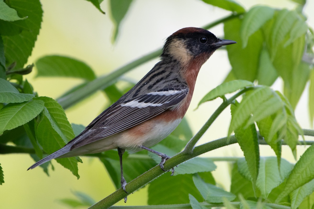 Bay-breasted Warbler - ML619425828