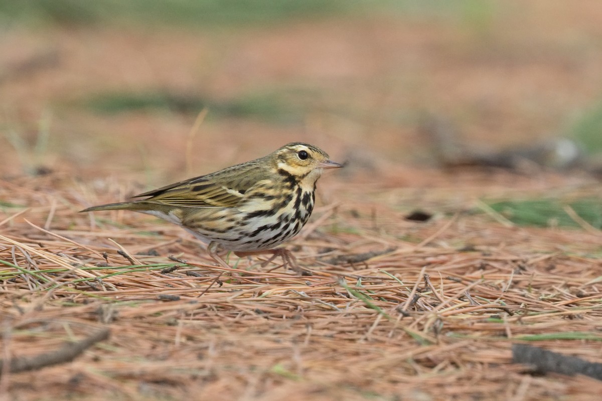 Olive-backed Pipit - ML619425871