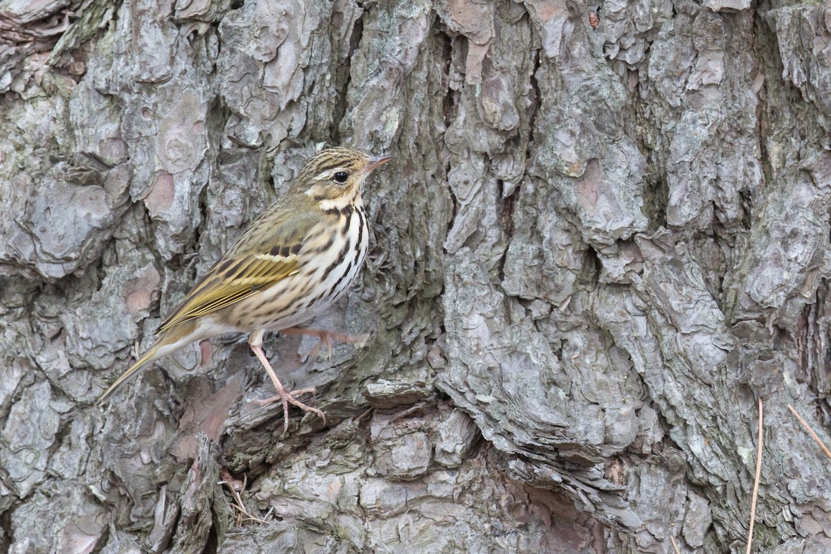 Olive-backed Pipit - ML619425882