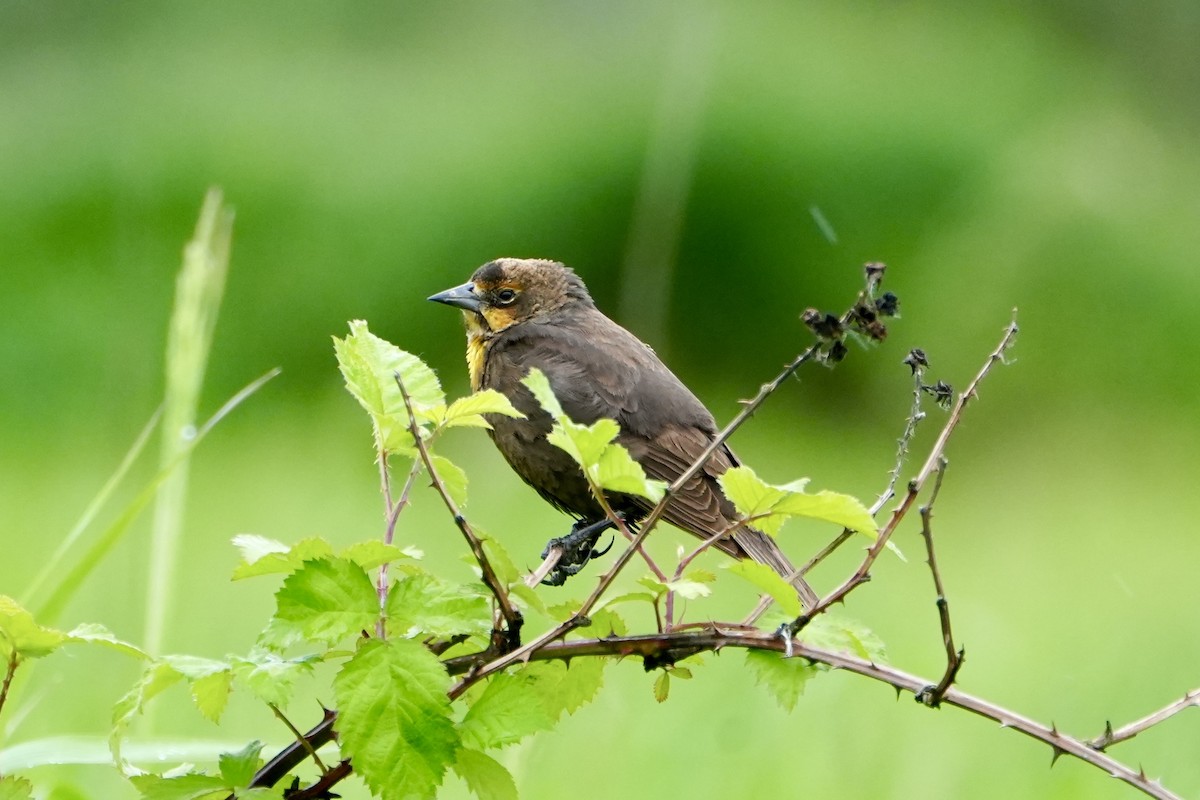 Yellow-headed Blackbird - ML619425886