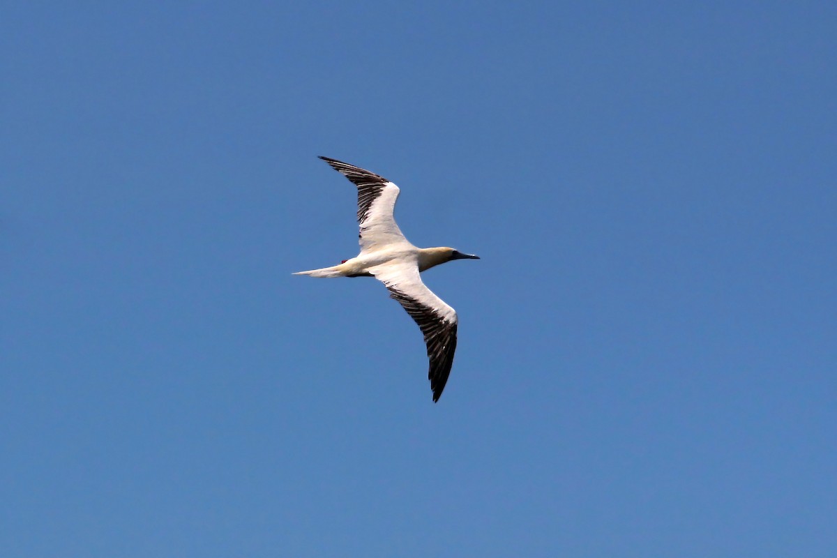 Red-footed Booby - ML619425926