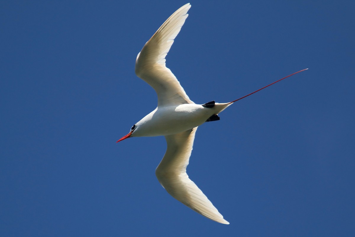 Red-tailed Tropicbird - ML619425940
