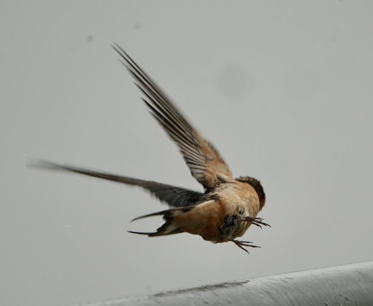 Barn Swallow - ML619425950