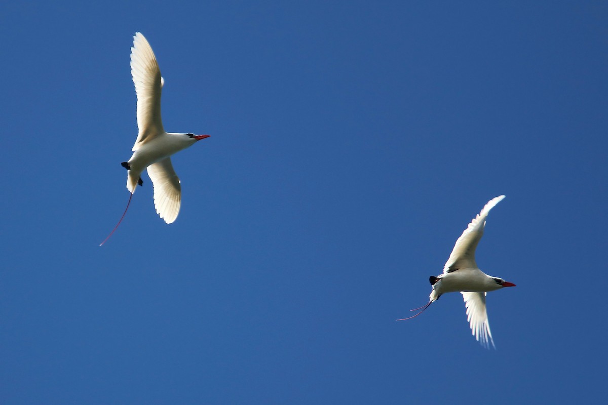 Red-tailed Tropicbird - ML619425951