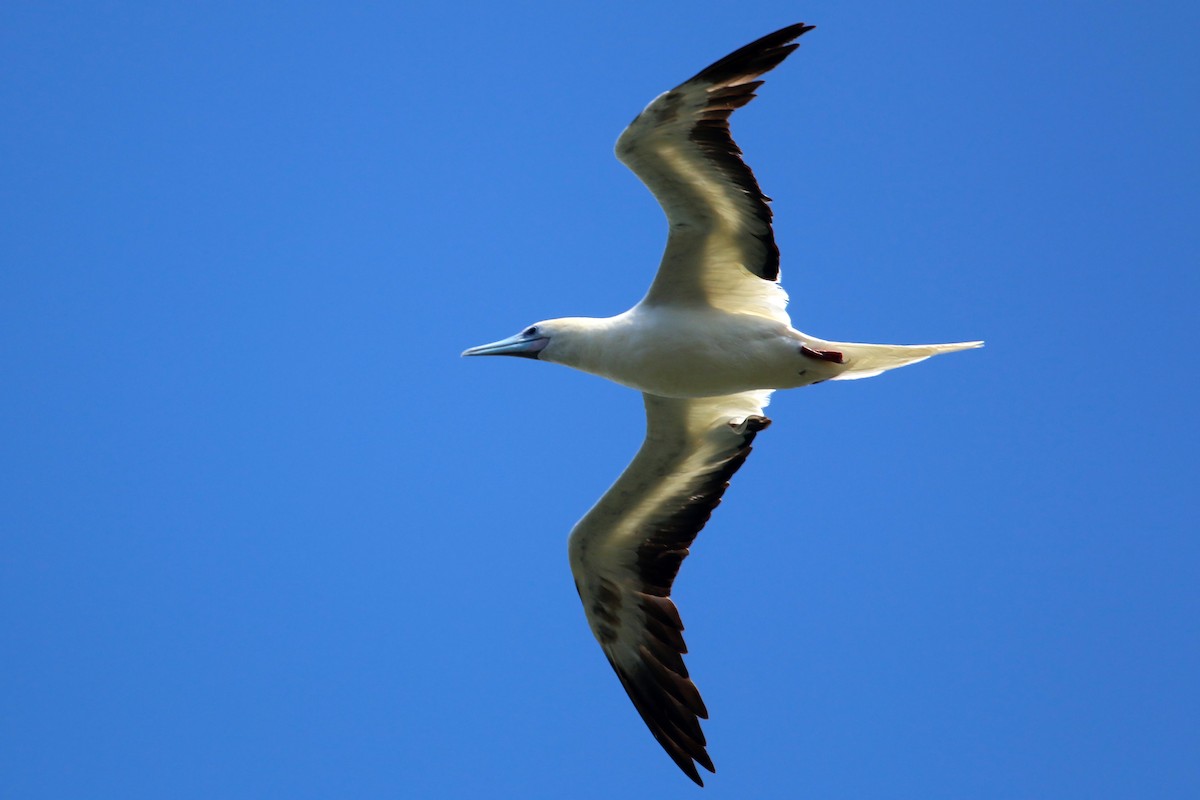 Red-footed Booby - ML619425961