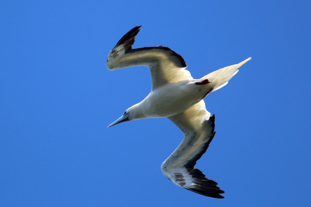 Red-footed Booby - ML619425963