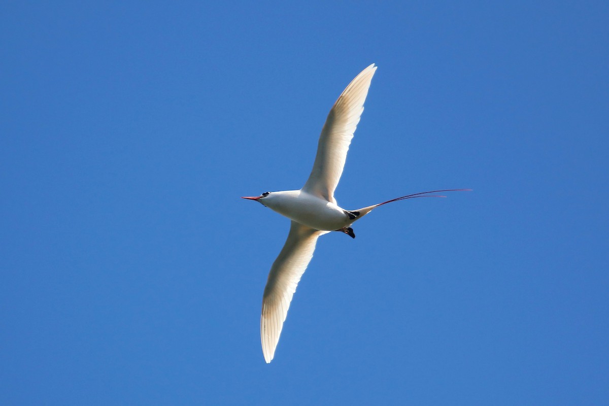 Red-tailed Tropicbird - ML619425967