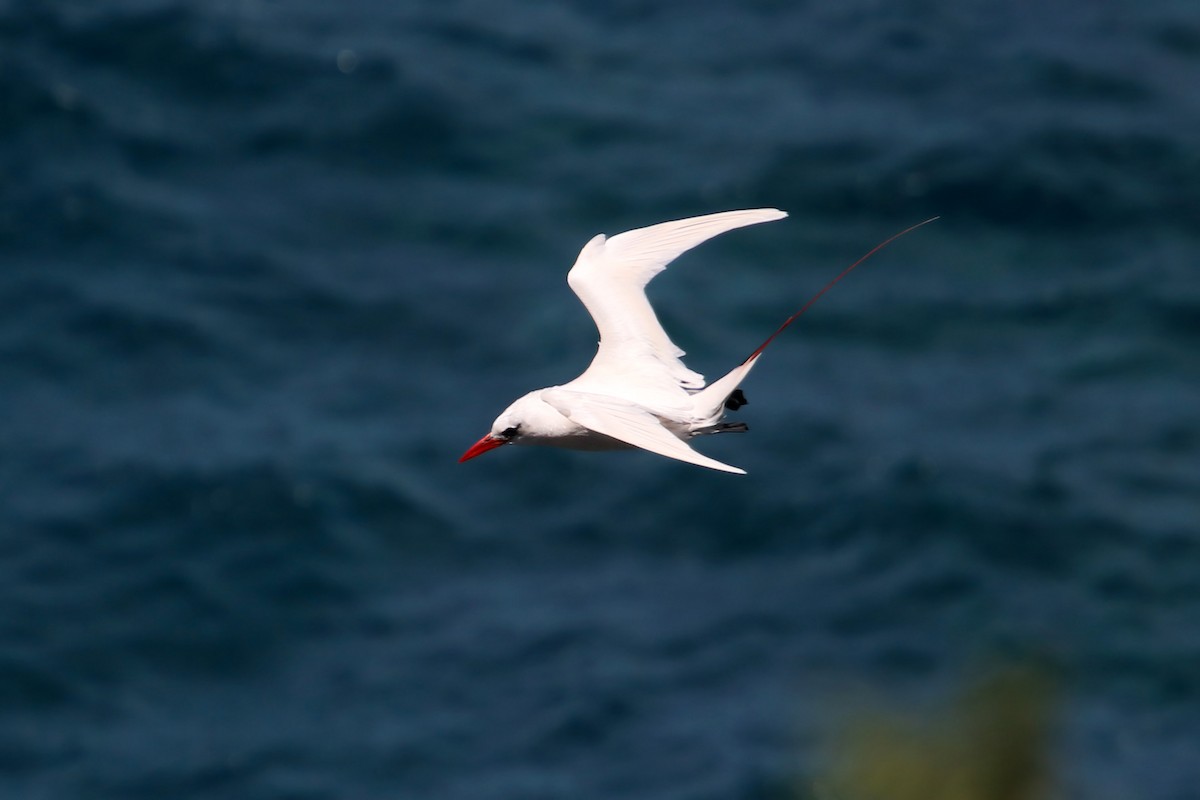 Red-tailed Tropicbird - ML619425968