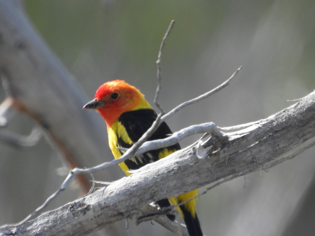 Western Tanager - ML619425975