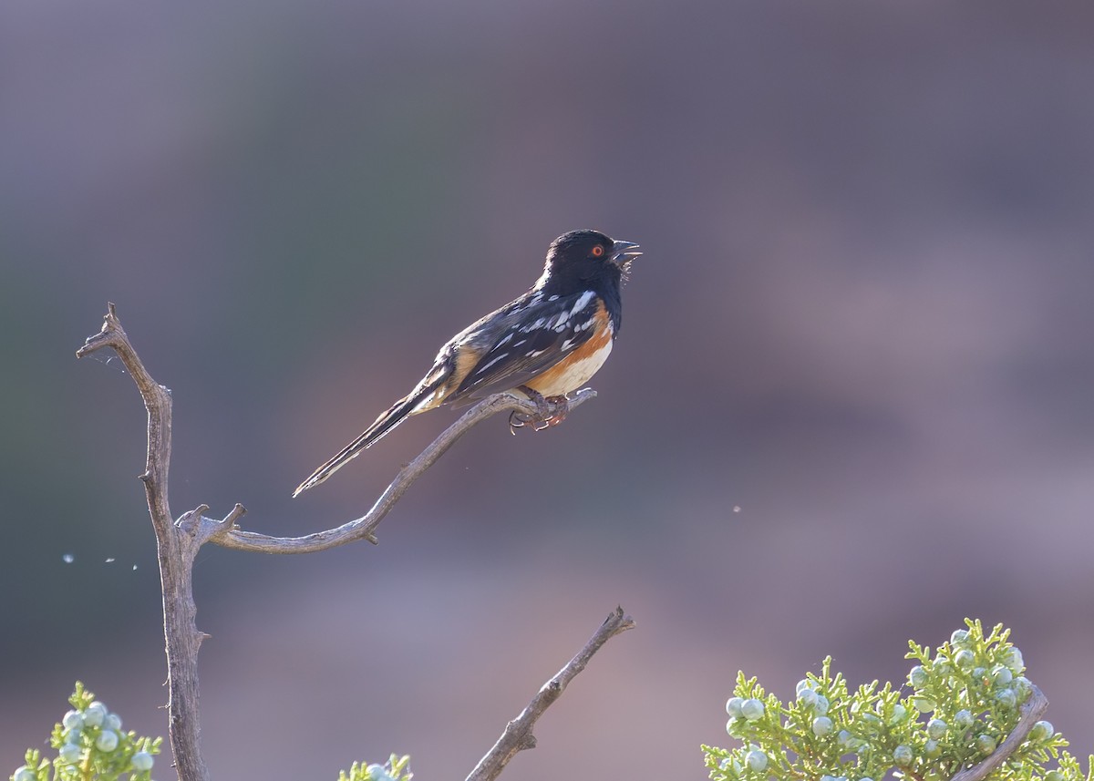 Spotted Towhee - ML619425987