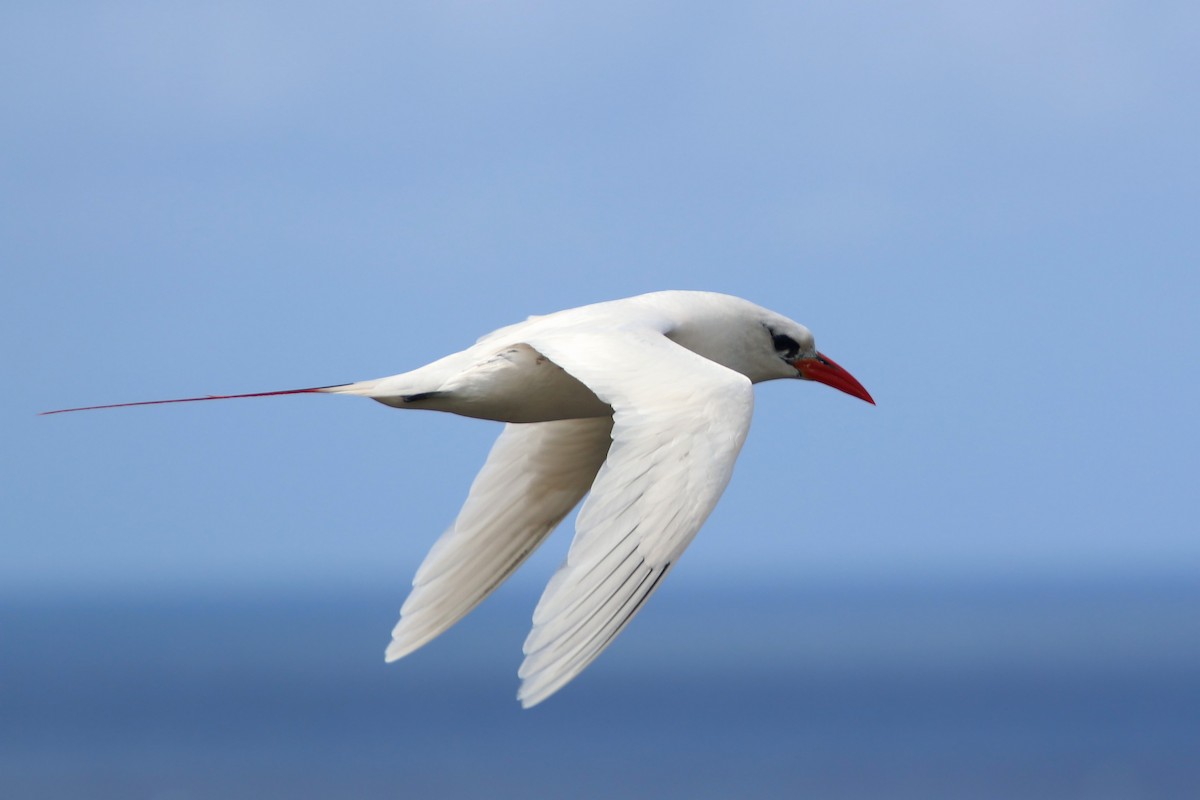 Red-tailed Tropicbird - ML619425988