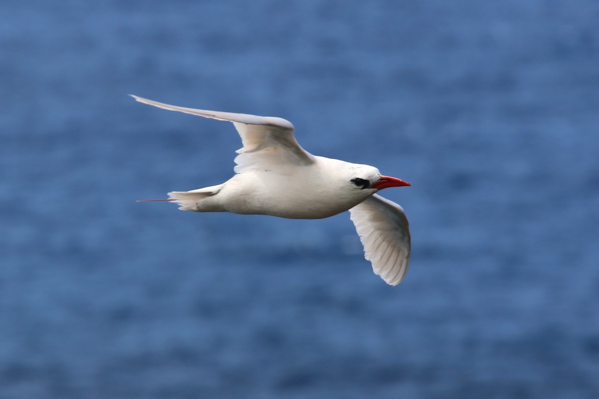 Red-tailed Tropicbird - ML619425989