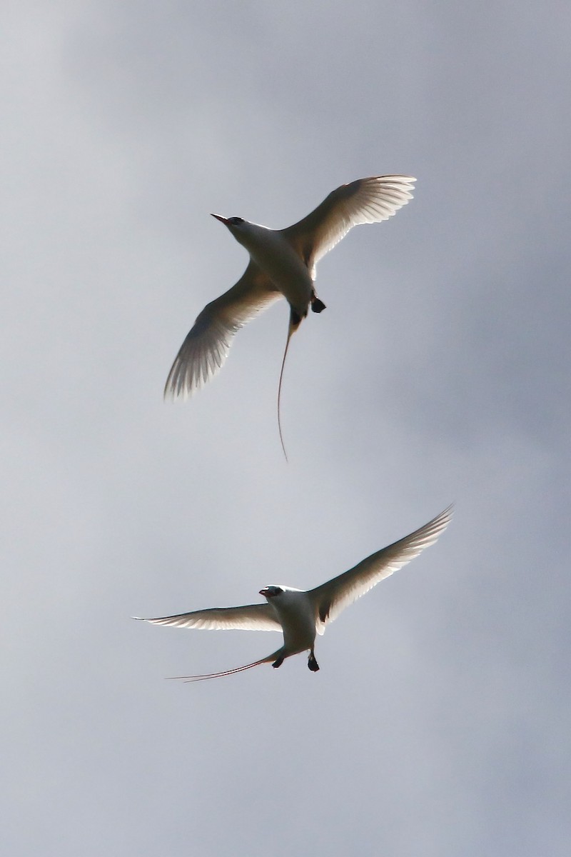 Red-tailed Tropicbird - ML619426024