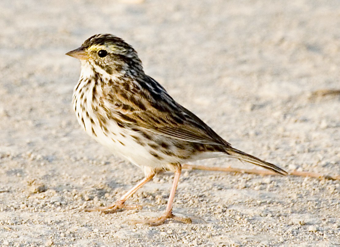 Savannah Sparrow (Savannah) - ML619426038