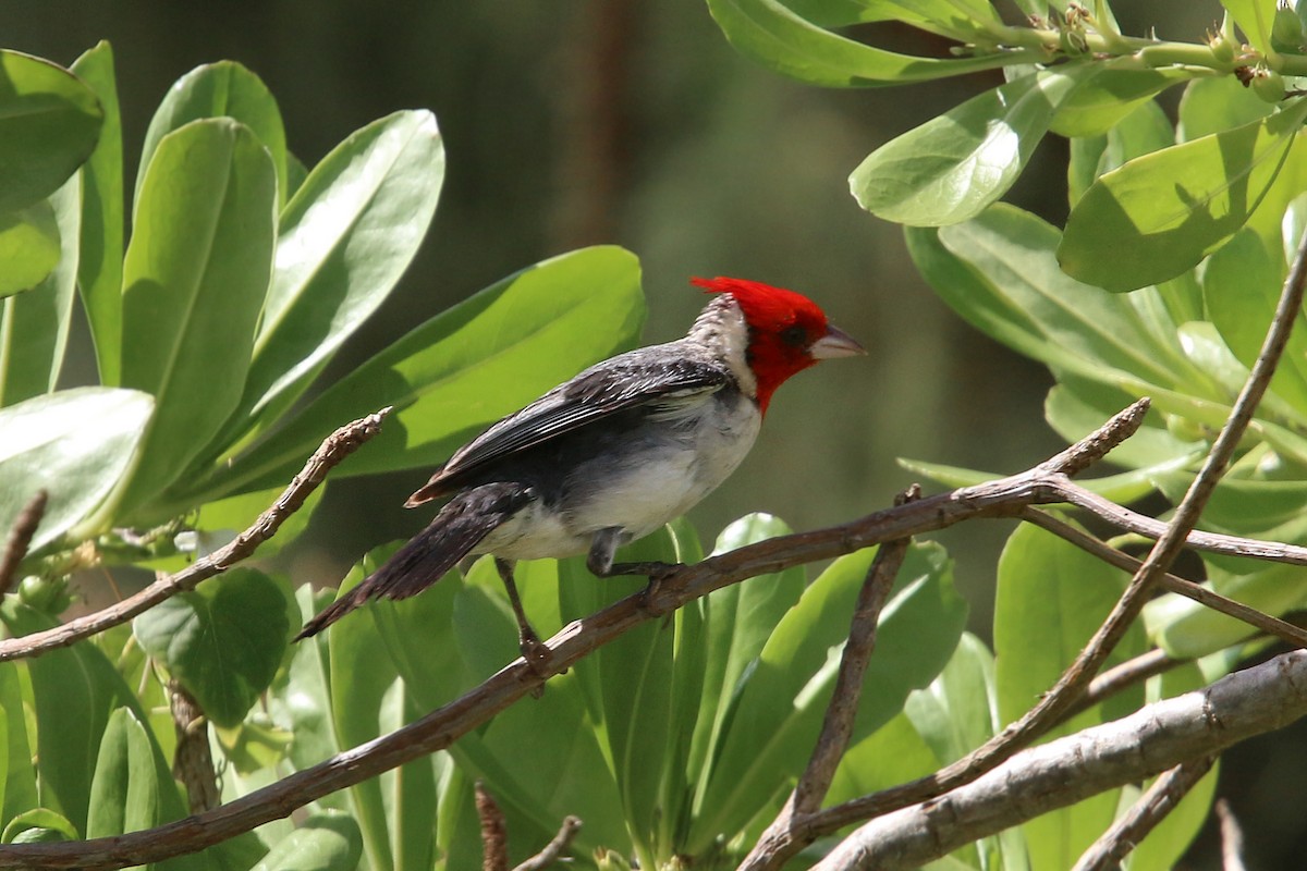 Red-crested Cardinal - ML619426040