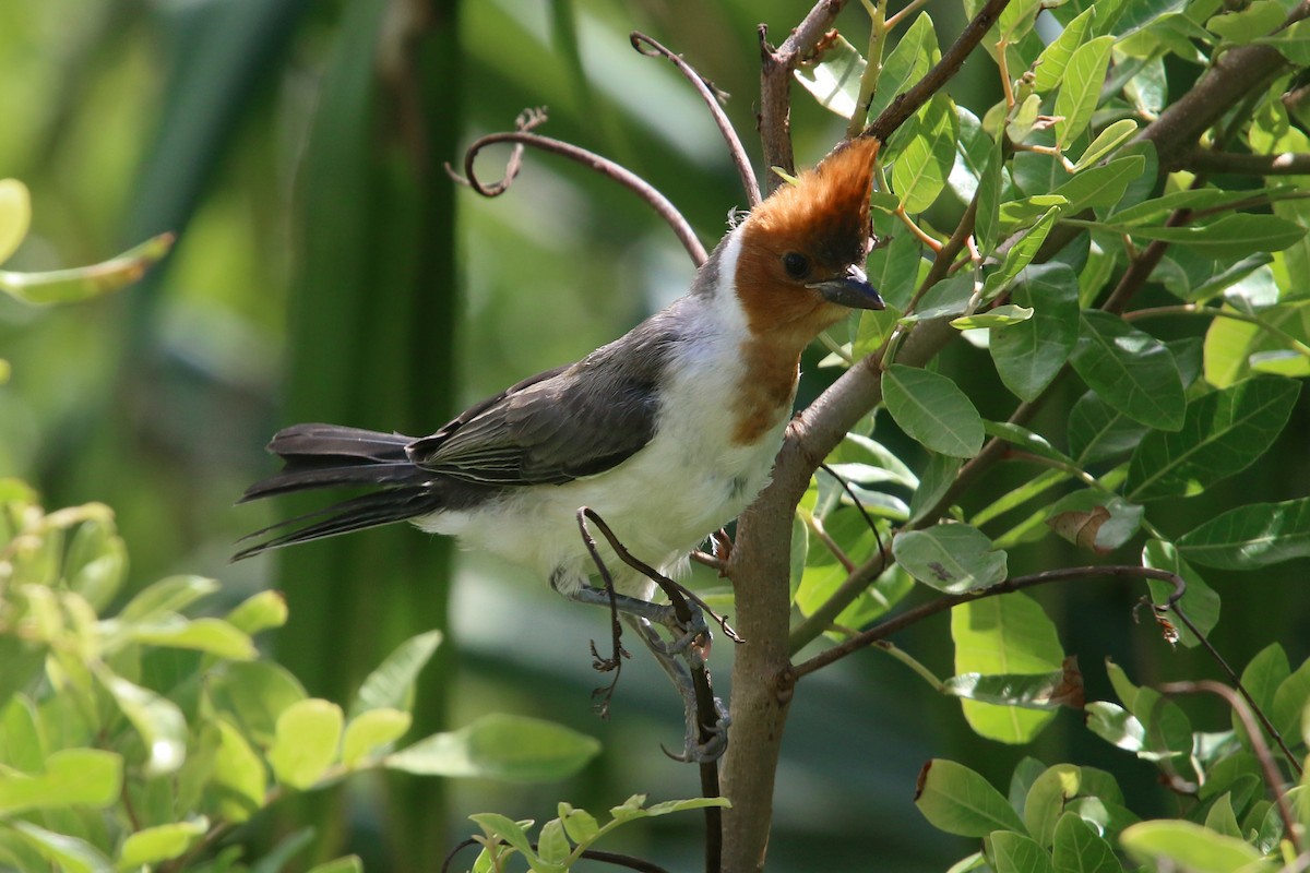 Red-crested Cardinal - ML619426044