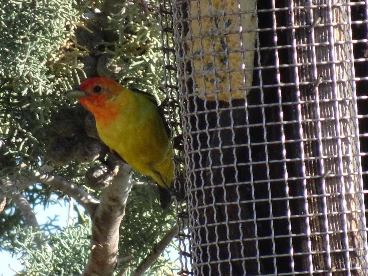 Western Tanager - ML619426060