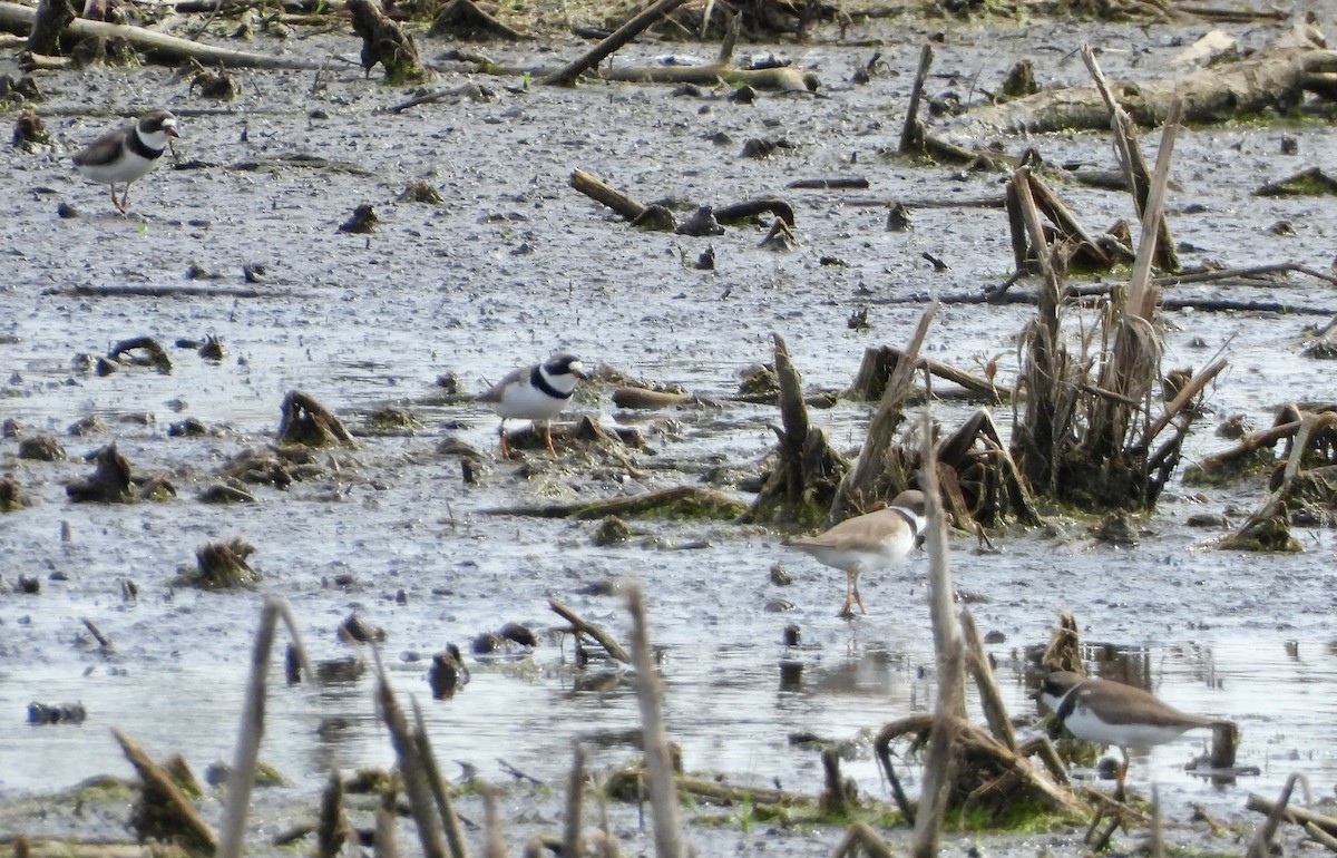 Semipalmated Plover - ML619426093