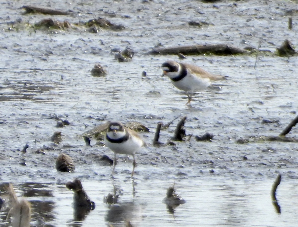 Semipalmated Plover - ML619426098