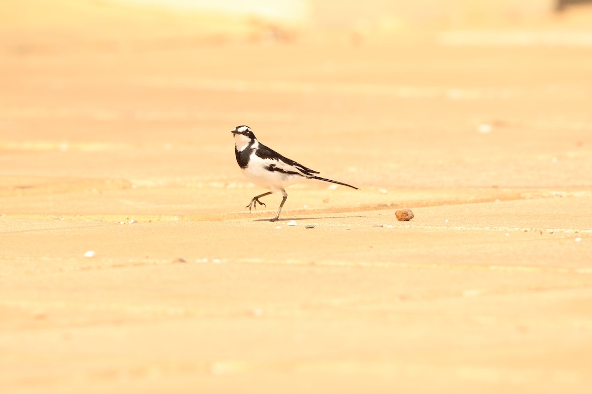 African Pied Wagtail - ML619426100
