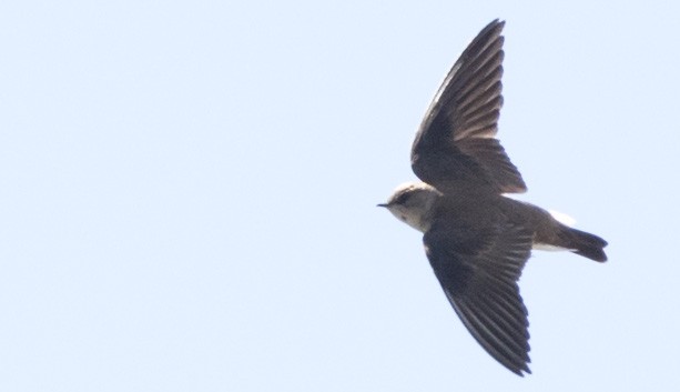 Northern Rough-winged Swallow - ML619426104