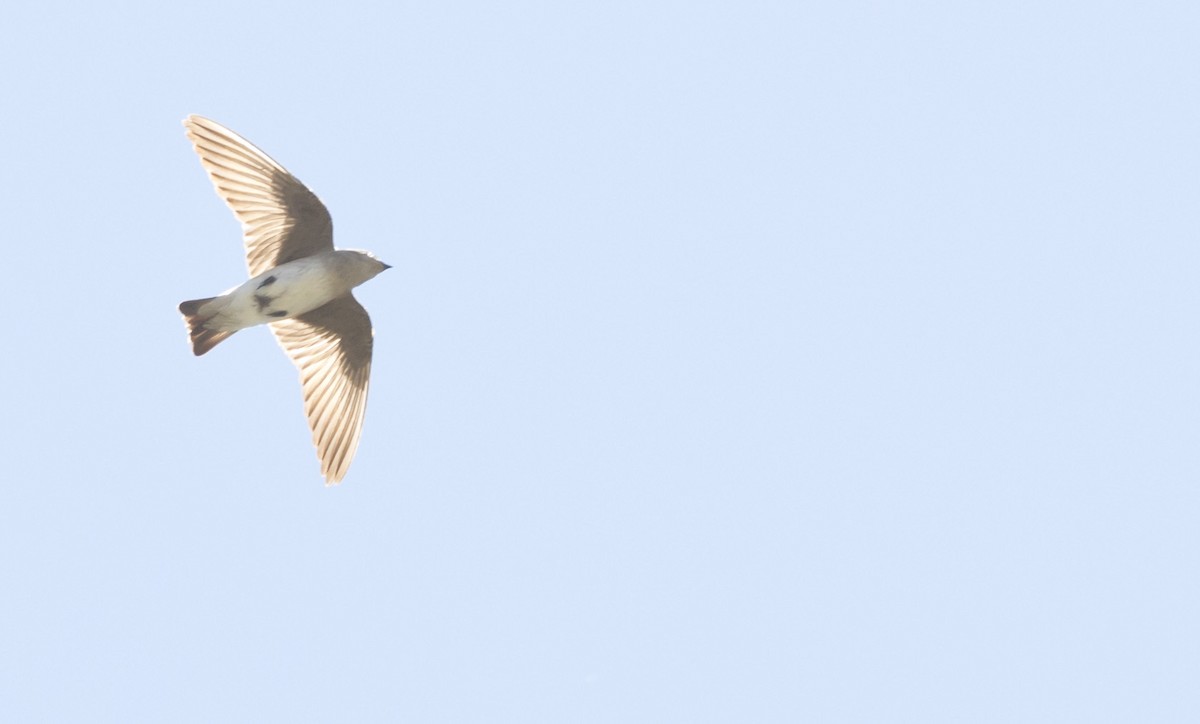 Northern Rough-winged Swallow - ML619426106