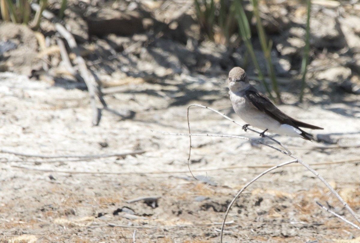 Northern Rough-winged Swallow - ML619426109
