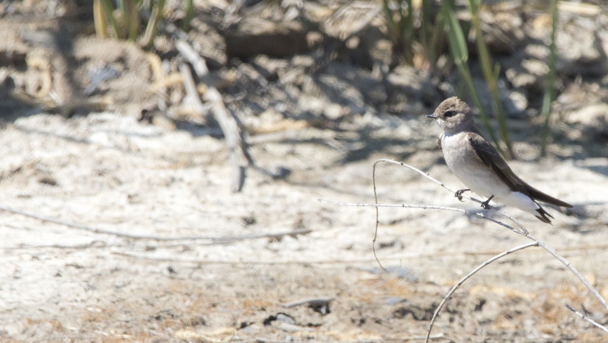 Northern Rough-winged Swallow - ML619426117