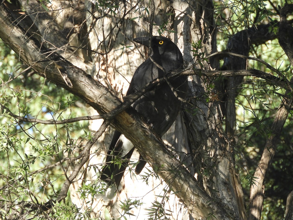 Pied Currawong - ML619426201