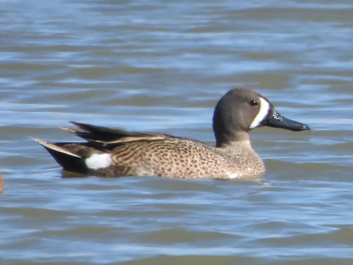 Blue-winged Teal - ML619426222