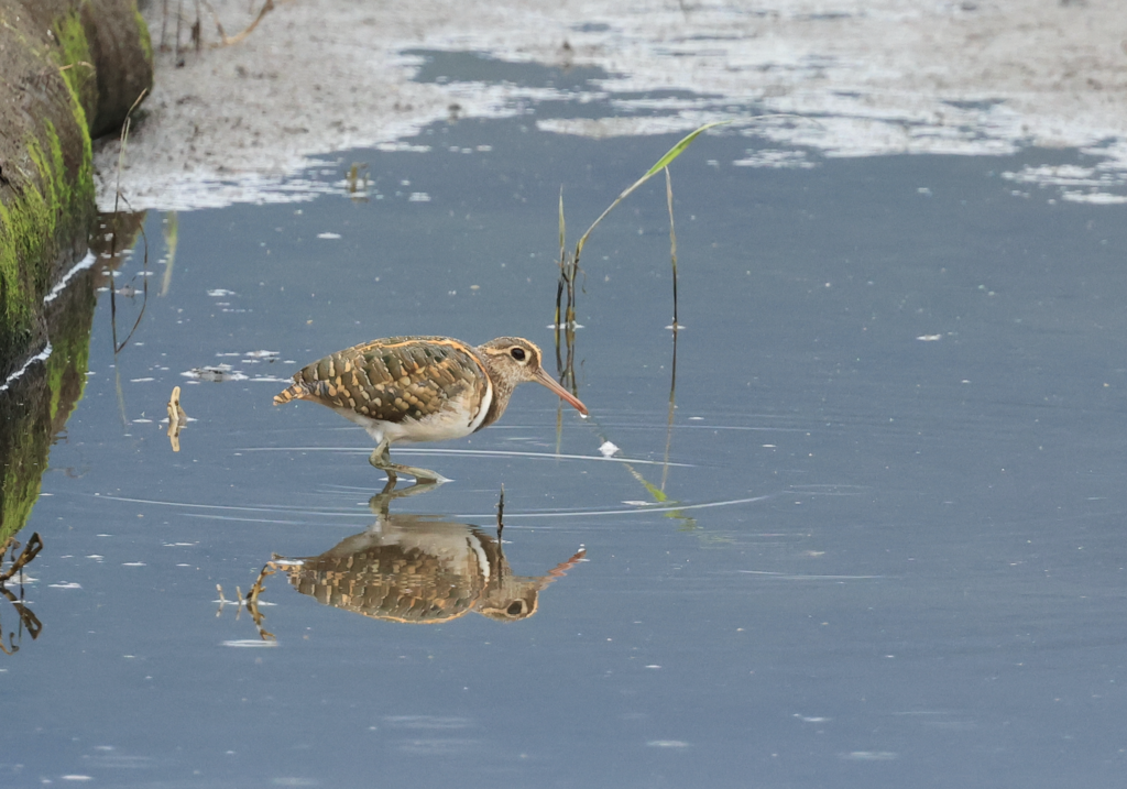 Greater Painted-Snipe - ML619426298