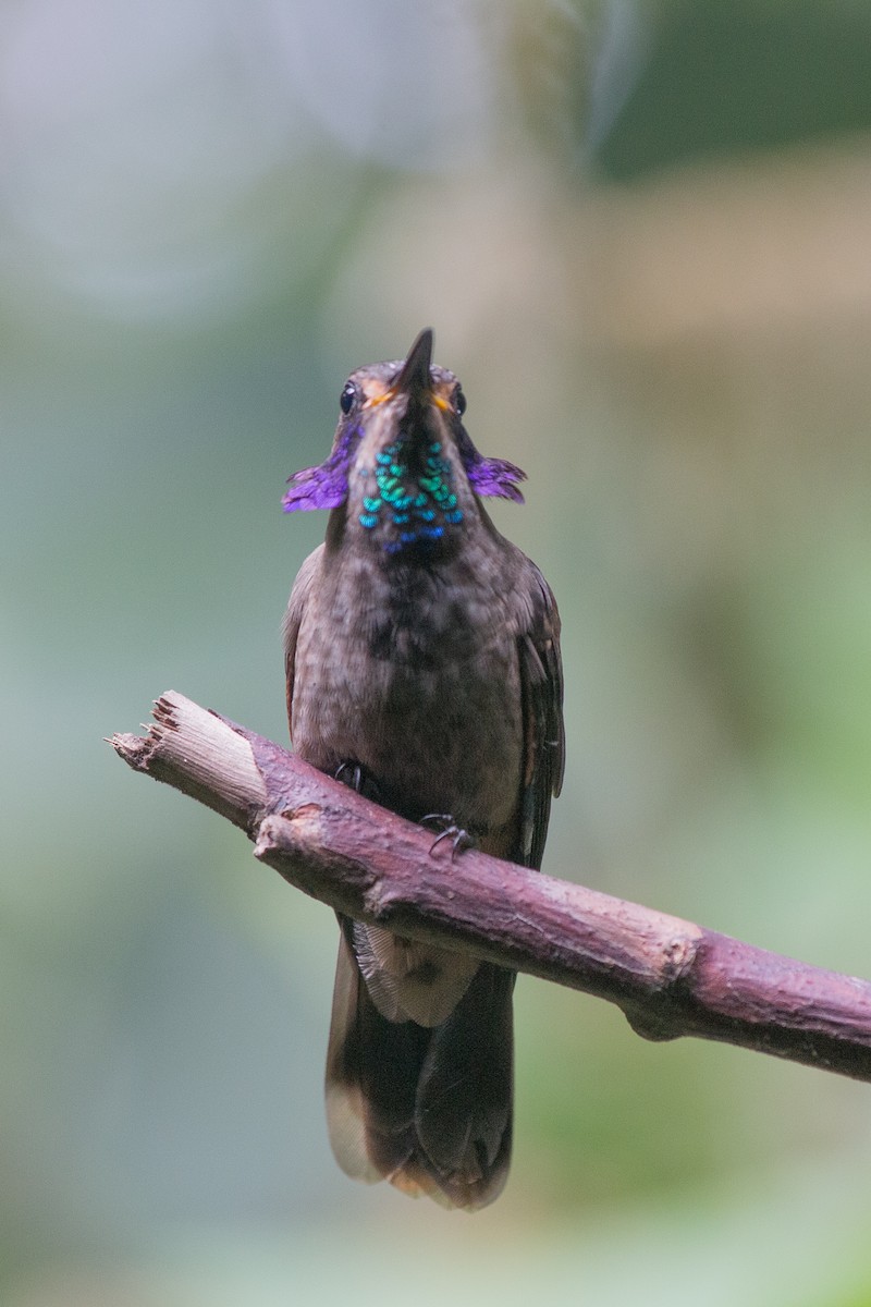 kolibřík fialovouchý - ML619426300