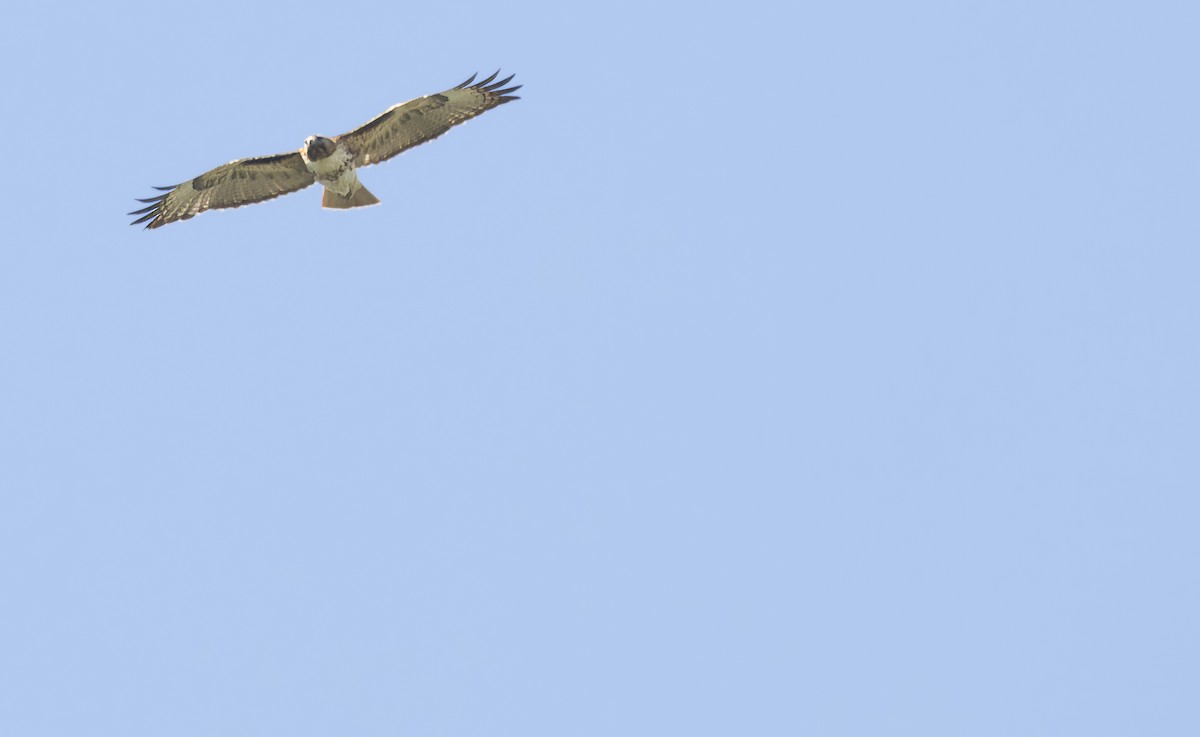 Red-tailed Hawk - ML619426302