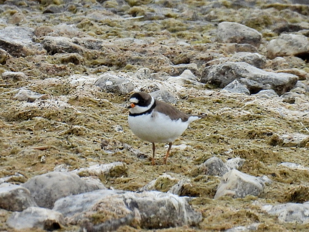 Semipalmated Plover - ML619426370
