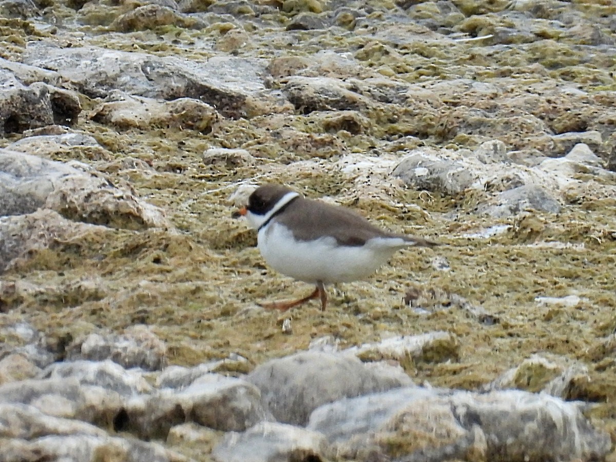 Semipalmated Plover - ML619426371
