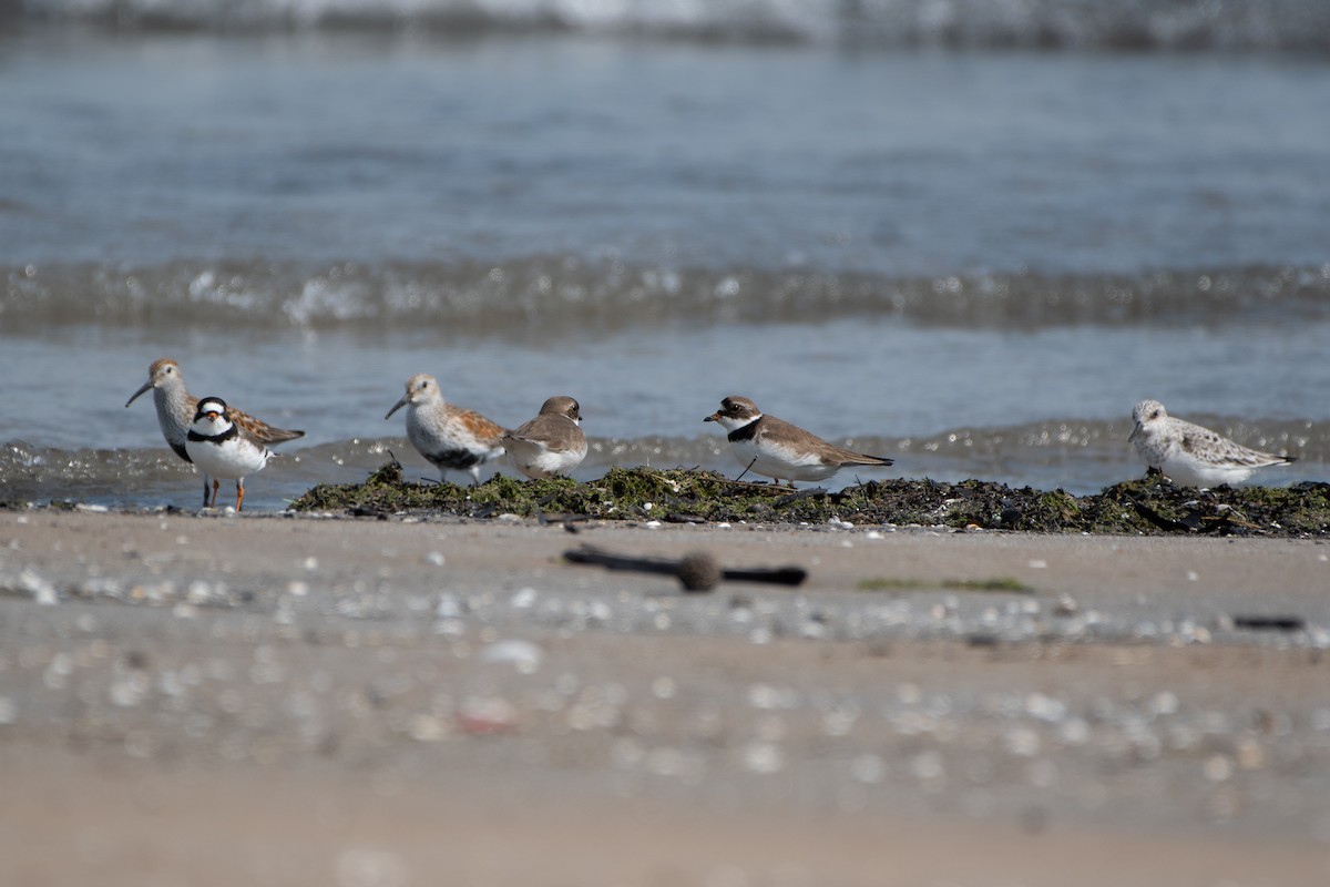 Semipalmated Plover - ML619426372