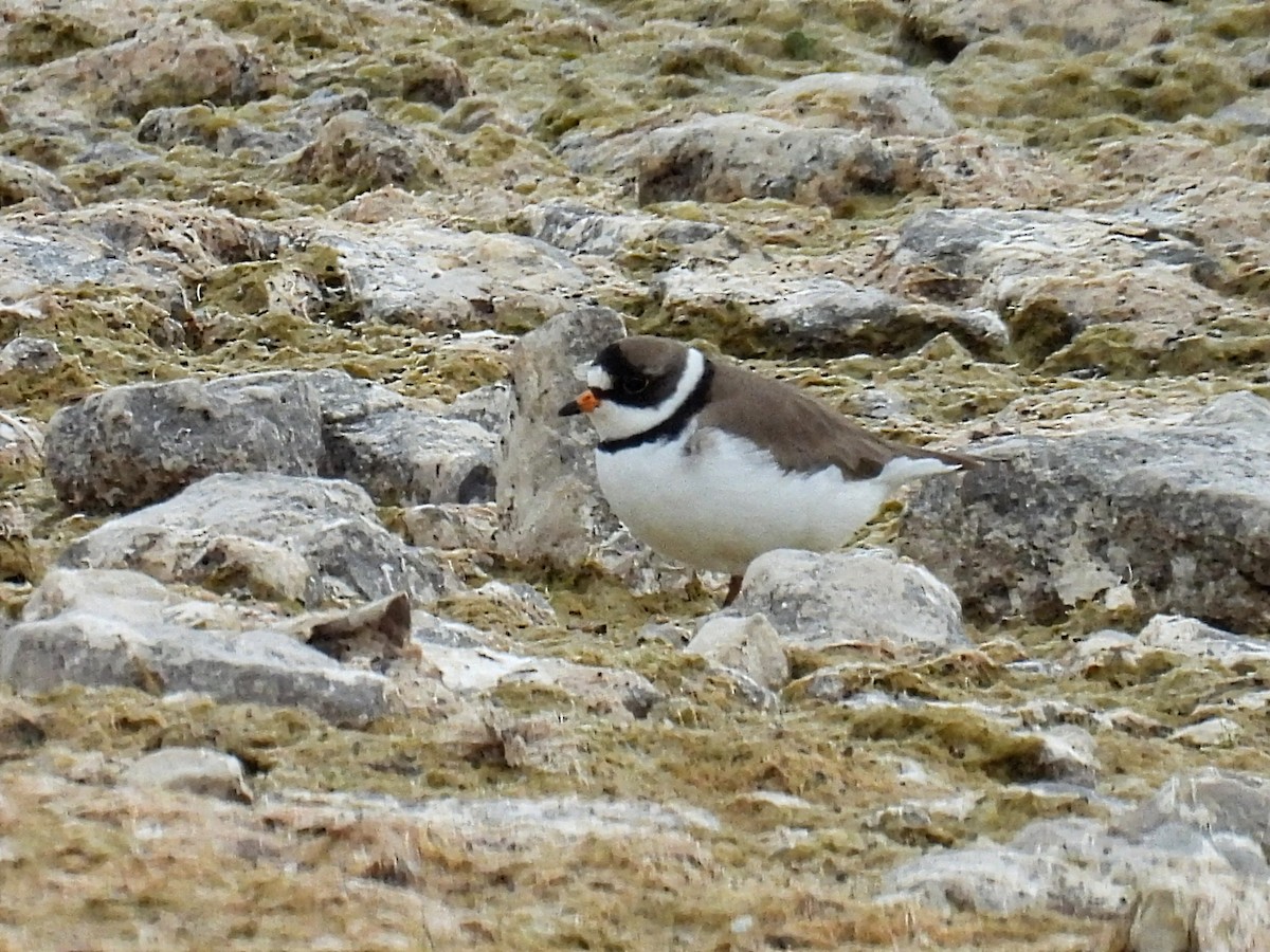 Semipalmated Plover - ML619426374