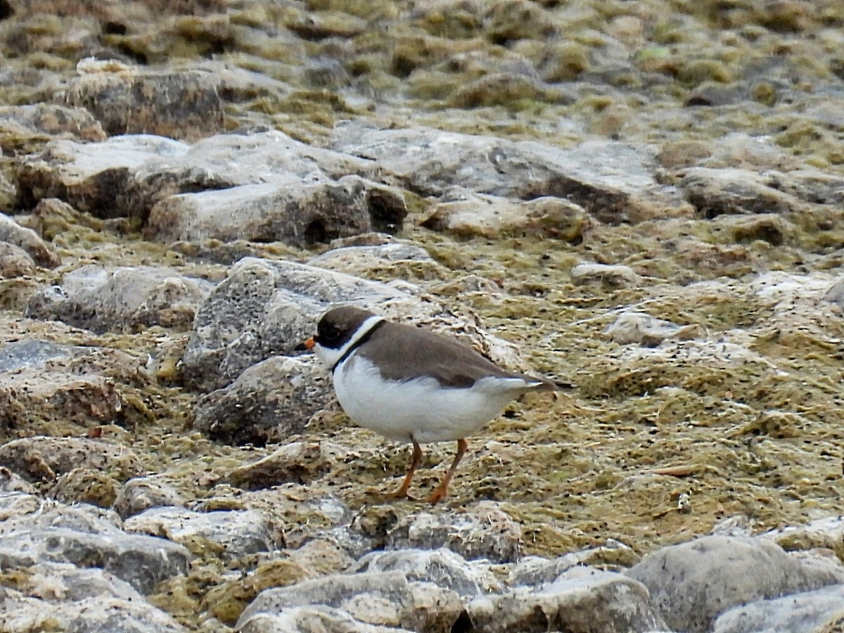Semipalmated Plover - ML619426375
