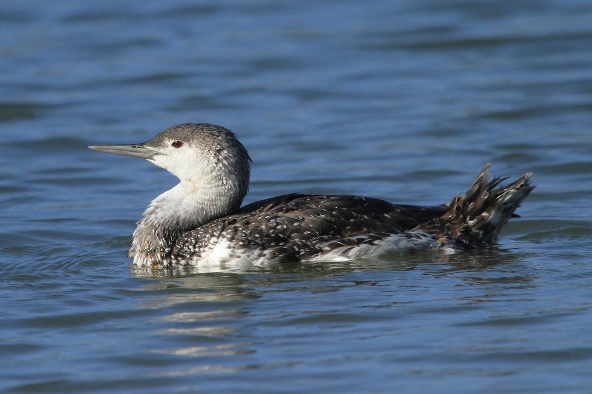 Red-throated Loon - ML619426383