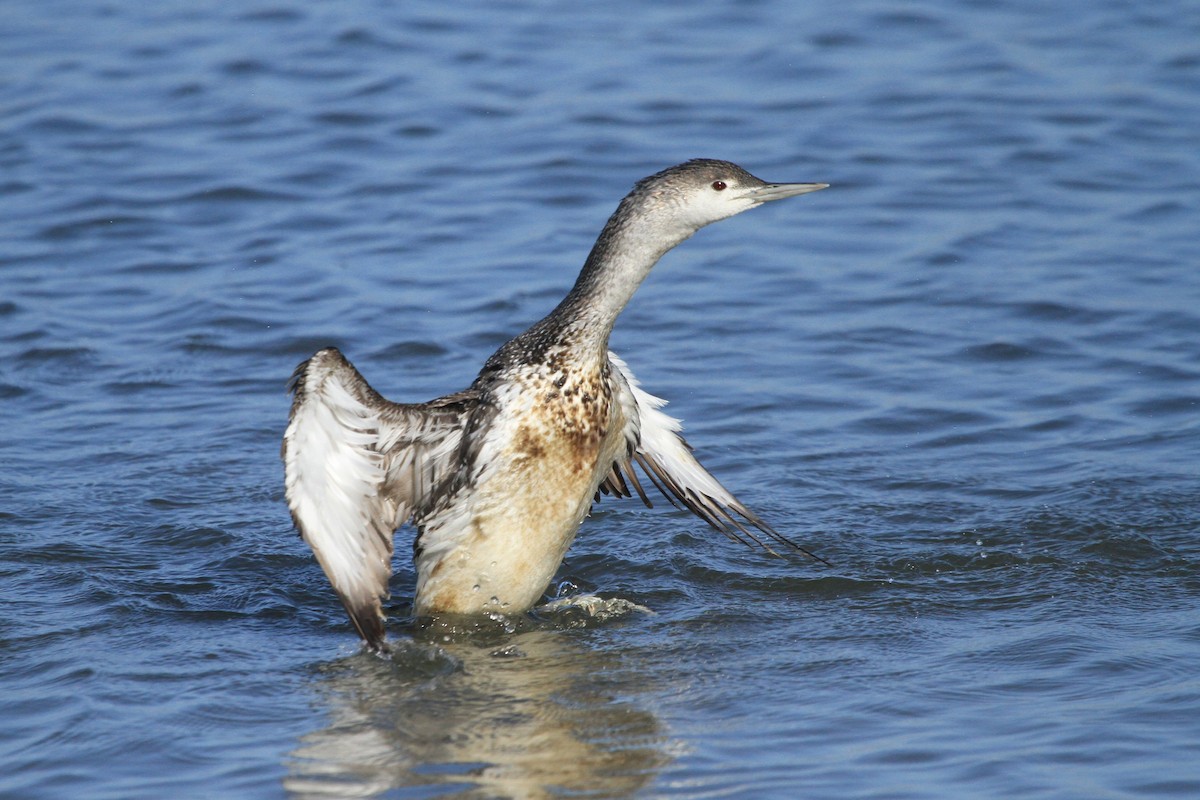 Red-throated Loon - ML619426388